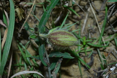 Crotalaria calycina