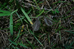 Crotalaria calycina