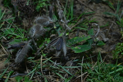 Crotalaria calycina