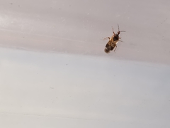 Anthocoris nemoralis