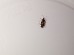 Anthocoris nemoralis