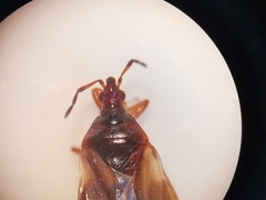Anthocoris nemoralis