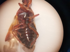 Anthocoris nemoralis