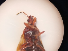 Anthocoris nemoralis