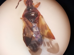 Anthocoris nemoralis