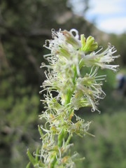 Thelypodium crispum