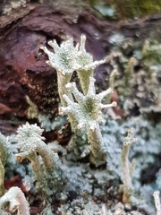 Cladonia polydactyla
