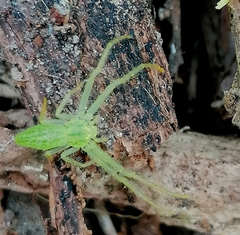 Oxytate argenteooculata