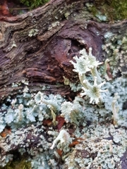 Cladonia polydactyla