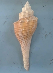Brunneifusus ternatanus