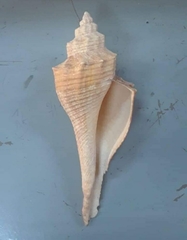Brunneifusus ternatanus