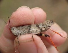 Trimerotropis modesta