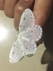 Naxa textilis