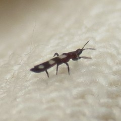 Aeolothrips