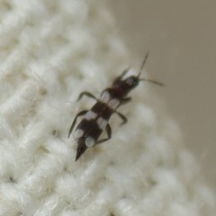 Aeolothrips