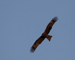 Milvus migrans
