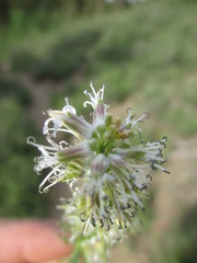 Thelypodium crispum