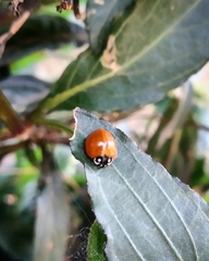 Cycloneda sanguinea