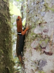 Gonatodes concinnatus