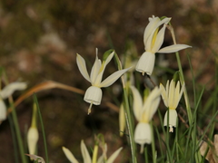 Narcissus triandrus