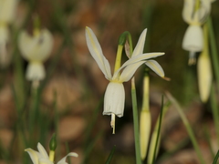 Narcissus triandrus