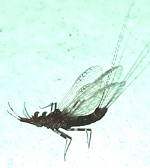 Ephemerelloidea