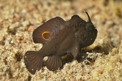 Nudiantennarius subteres