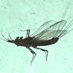 Ephemerelloidea