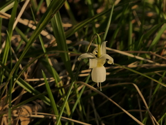 Narcissus triandrus