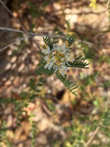Lumholtz's prairie clover (Dalea lumholtzii)