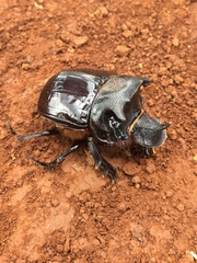 Heliocopris bucephalus