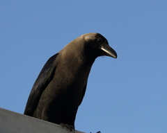 Corvus splendens