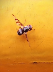 Myennis octopunctata
