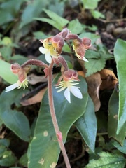 Anoectochilus formosanus