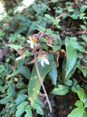 Anoectochilus formosanus