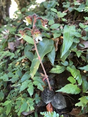 Anoectochilus formosanus