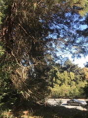 Sequoiadendron giganteum