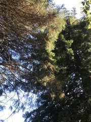 Sequoiadendron giganteum