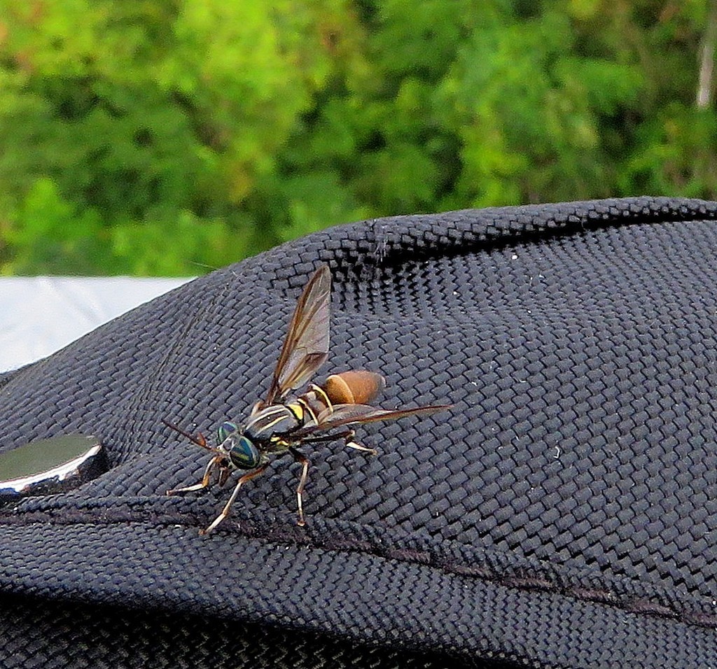 Acanthocera marginalis