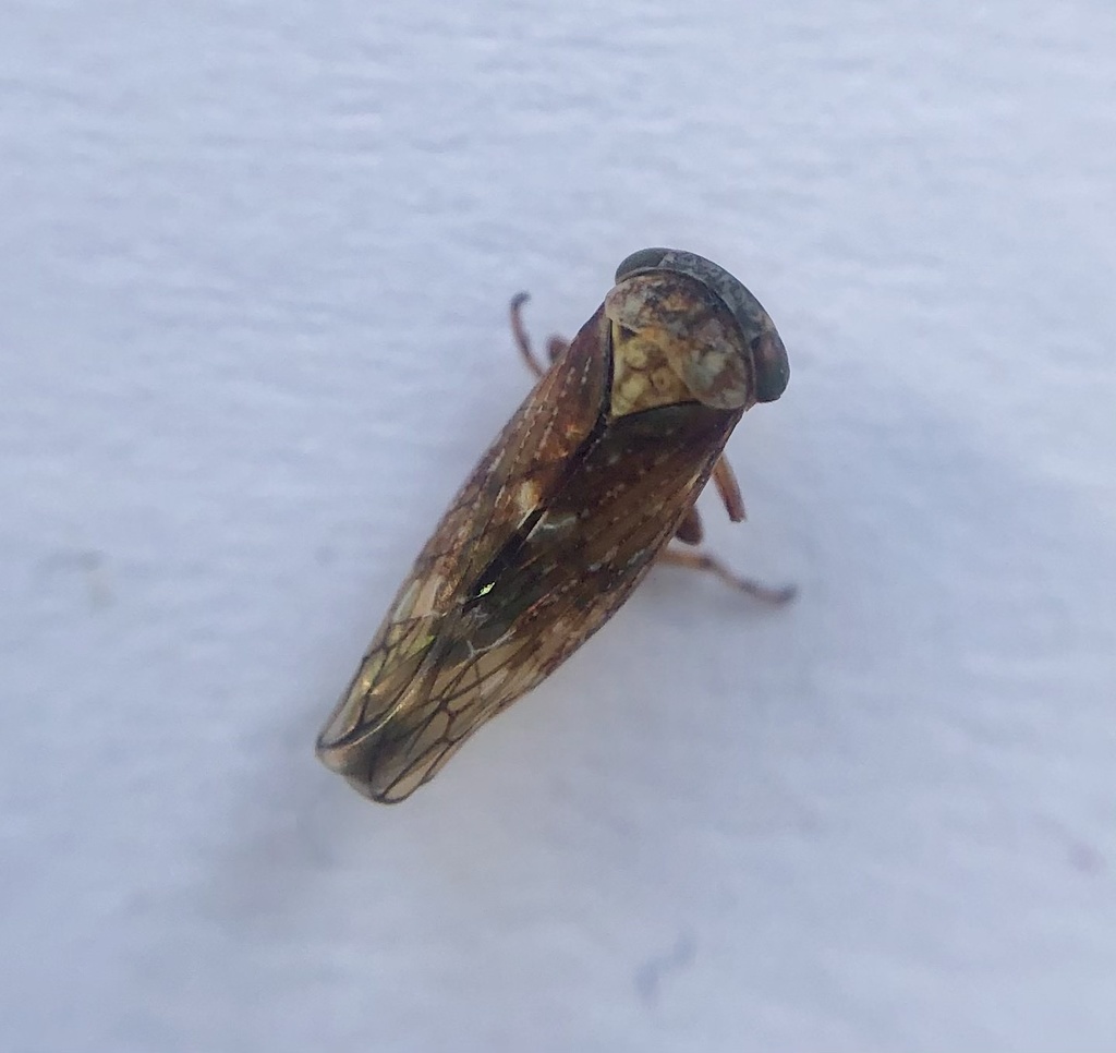 Early leafhopper