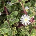 Mesembryanthemum aitonis - Photo (c) Christina, μερικά δικαιώματα διατηρούνται (CC BY), uploaded by Christina