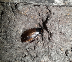 Pycnoscelus surinamensis