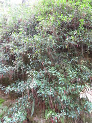 Myrsine penduliflora