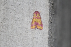 Psectrotarsia euposis