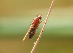 Opomyza florum