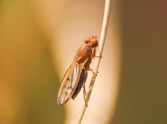 Opomyza florum