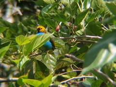 Tangara cyanoventris