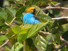 Tangara cyanoventris