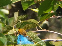 Tangara cyanoventris