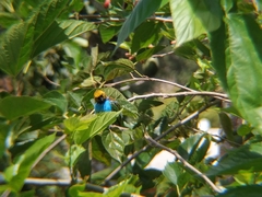 Tangara cyanoventris